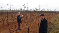 inspecting apple tree Ryulsong Orchard